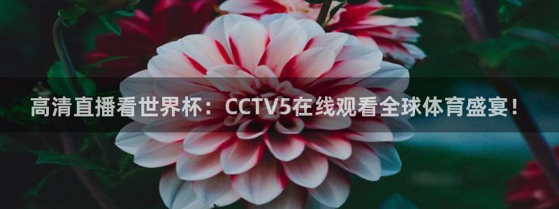 2026世界杯预选赛：高清直播看世界杯：CCTV5在线观看全球体育盛宴！